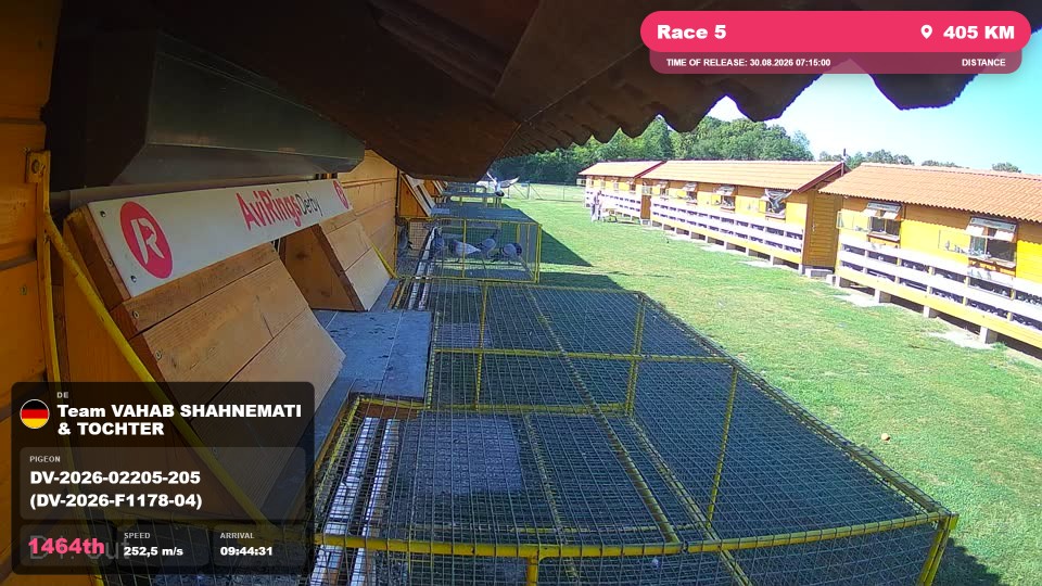 Pigeon Arrival Image For Race Race 5