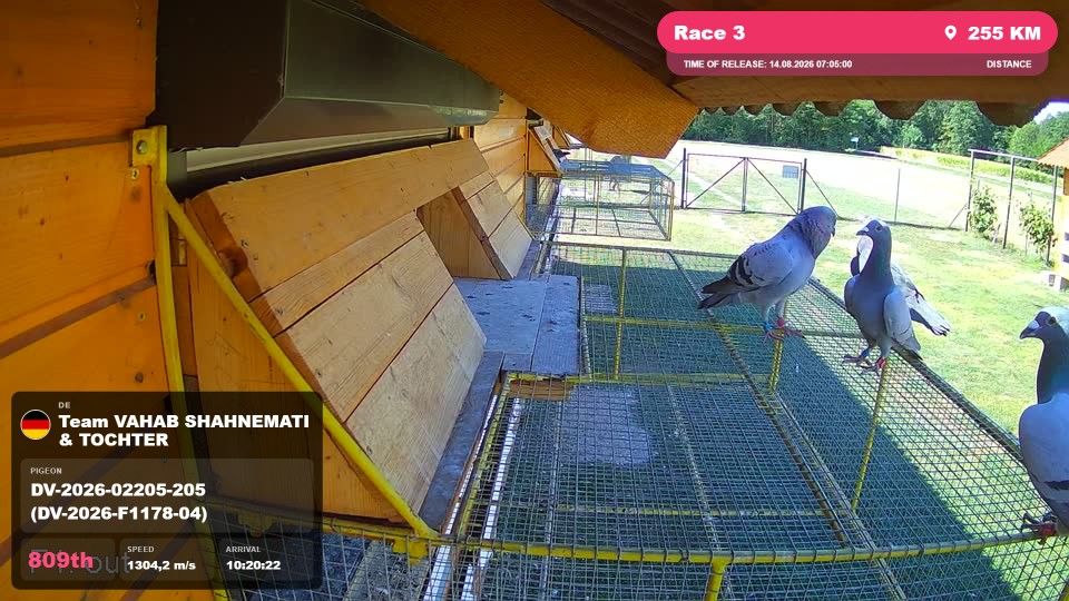 Pigeon Arrival Image For Race Race 3