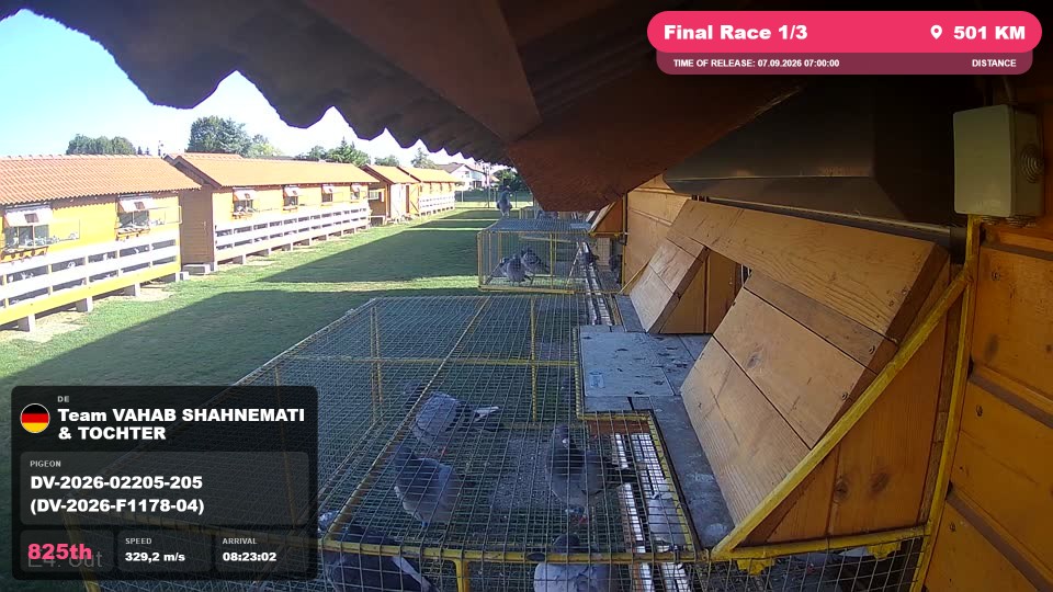 Pigeon Arrival Image For Race Final Race 1/3