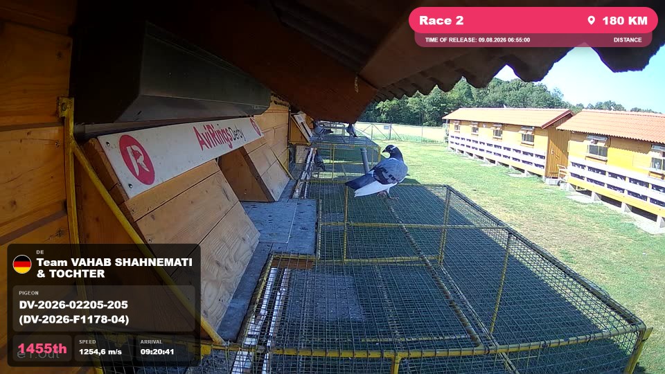 Pigeon Arrival Image For Race Race 2