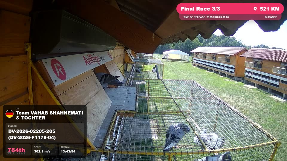 Pigeon Arrival Image For Race Final Race 3/3