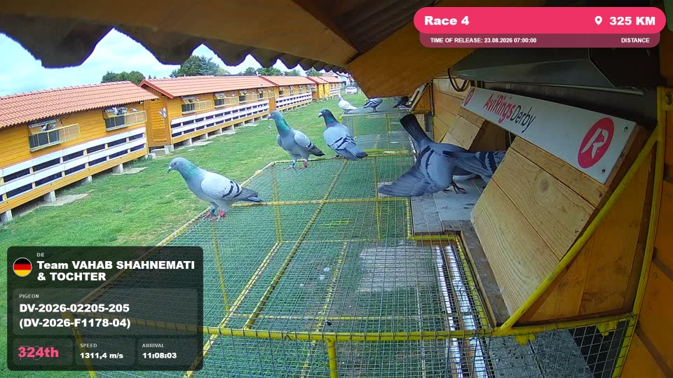 Pigeon Arrival Image For Race Race 4