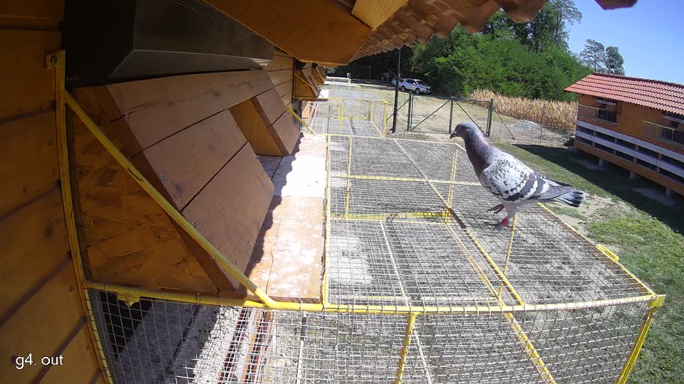 Pigeon Arrival Image For Race Race 3