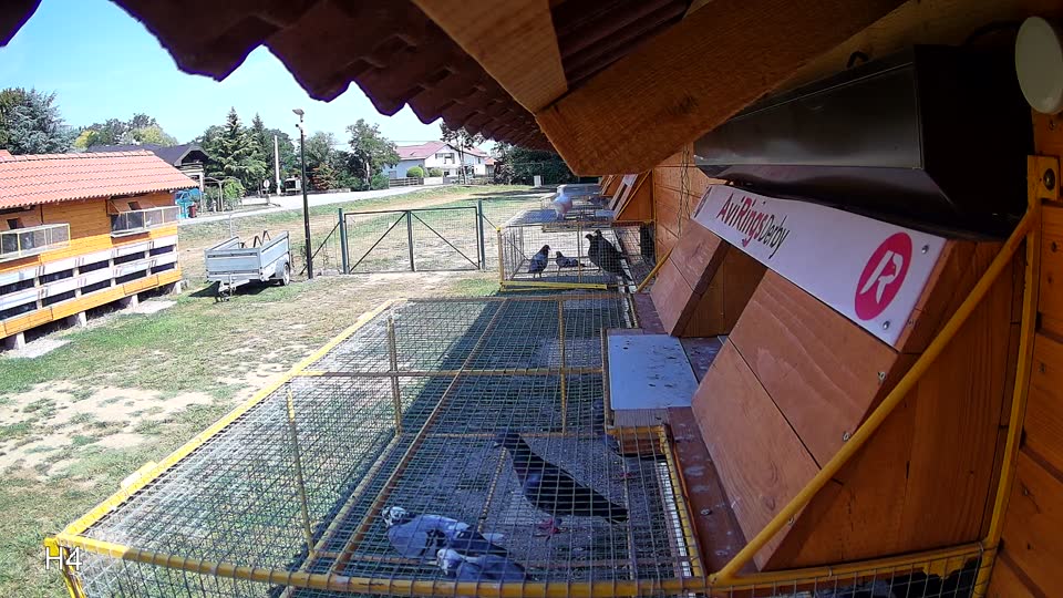Pigeon Arrival Image For Race Race 1