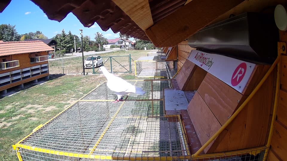 Pigeon Arrival Image For Race Race 5