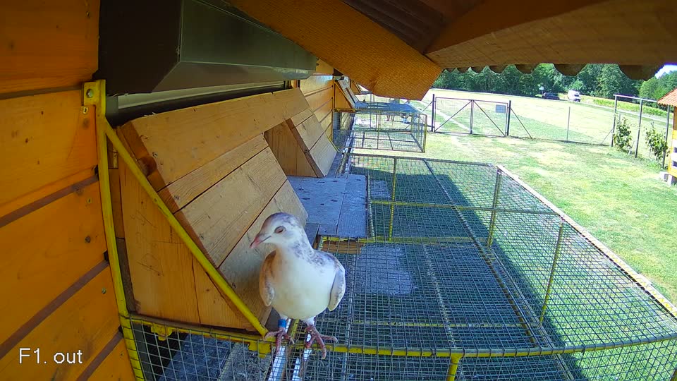 Pigeon Arrival Image For Race Race 3