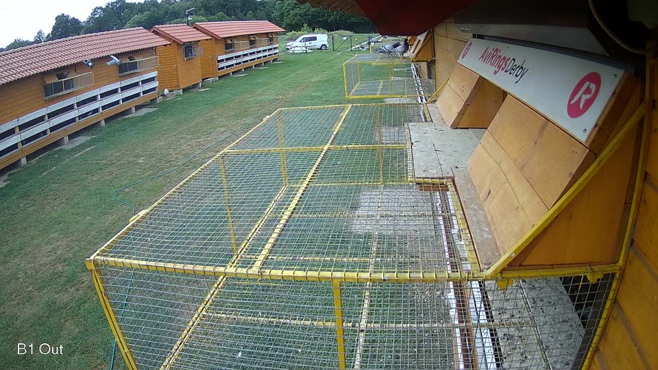 Pigeon Arrival Image For Race Race 3