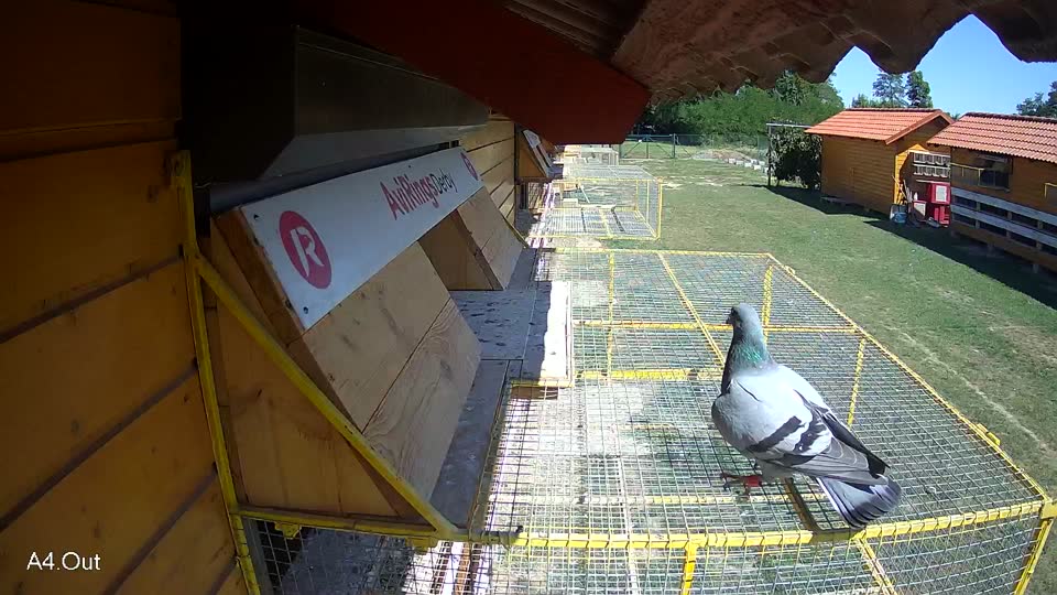 Pigeon Arrival Image For Race Race 5