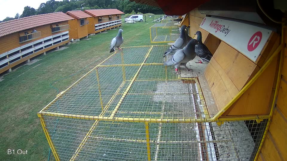 Pigeon Arrival Image For Race Race 3
