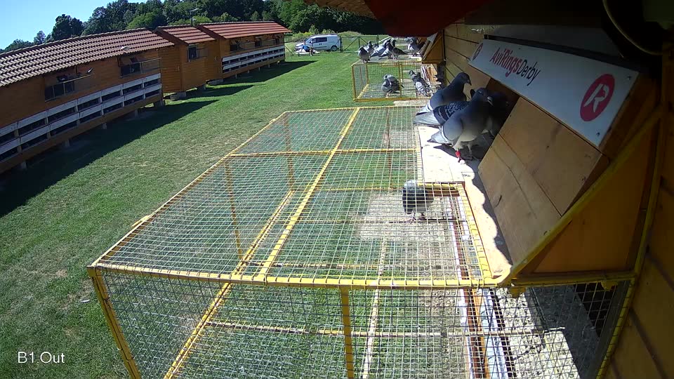 Pigeon Arrival Image For Race Race 2