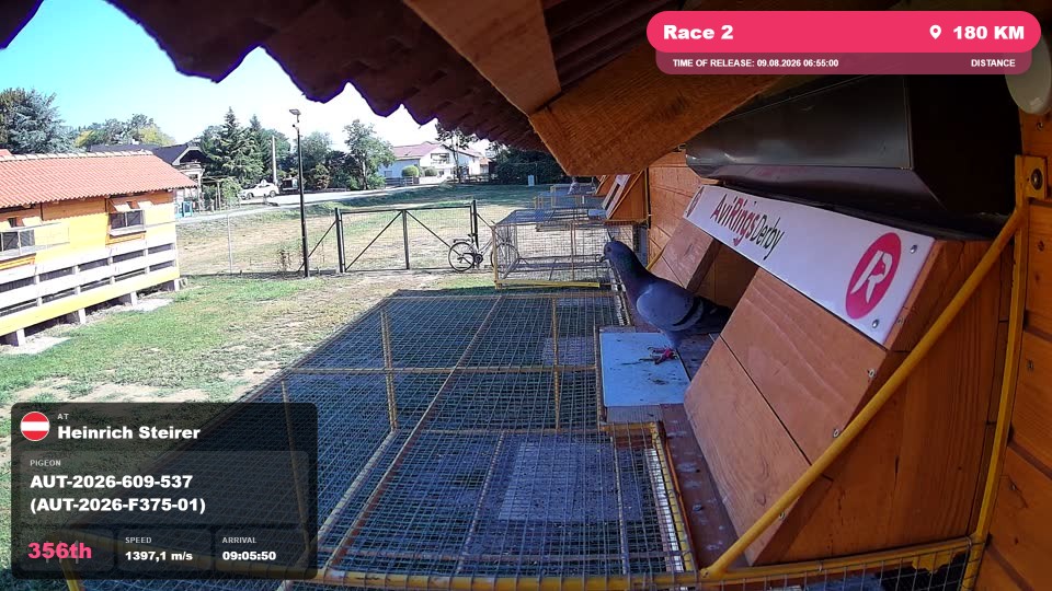 Pigeon Arrival Image For Race Race 2