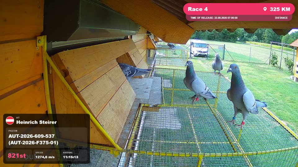 Pigeon Arrival Image For Race Race 4