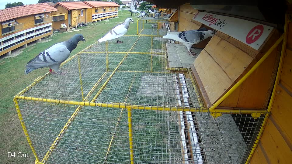 Pigeon Arrival Image For Race Race 3