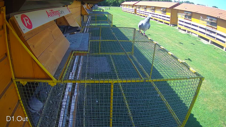 Pigeon Arrival Image For Race Race 2