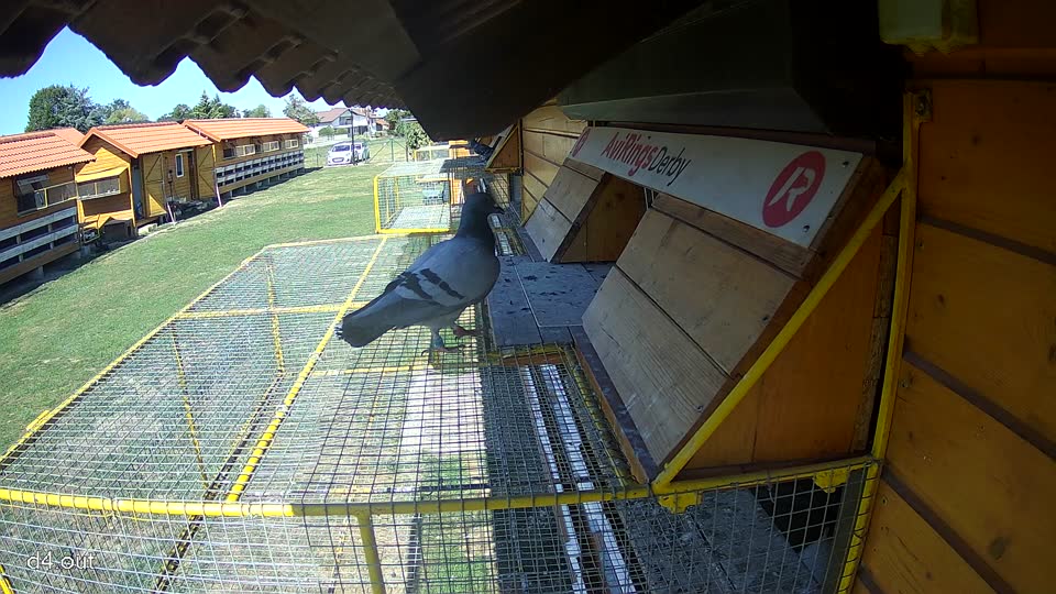 Pigeon Arrival Image For Race Final Race 1/3