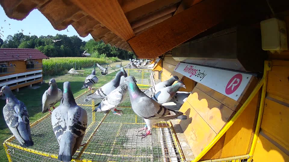 Pigeon Arrival Image For Race Race 1