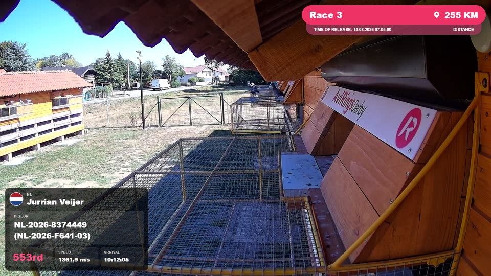 Pigeon Arrival Image For Race Race 3
