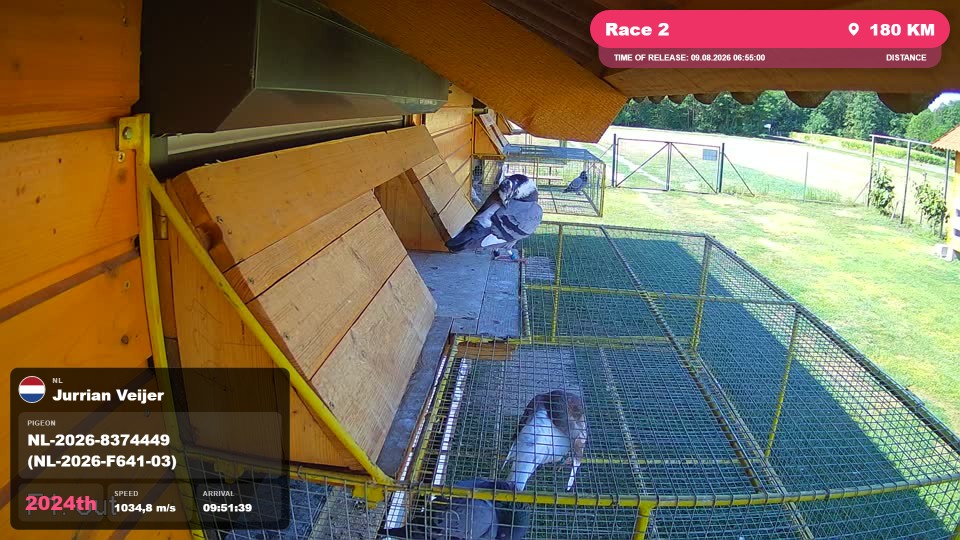 Pigeon Arrival Image For Race Race 2