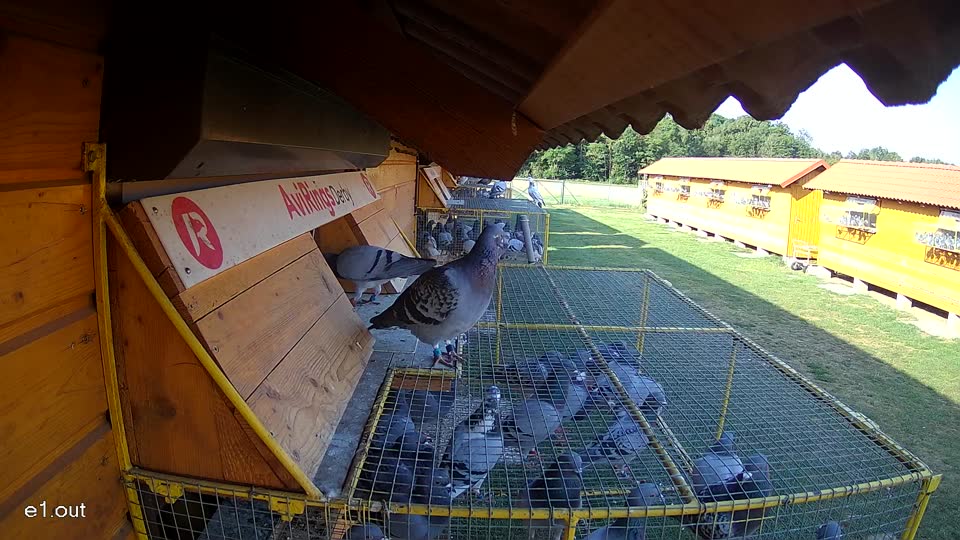 Pigeon Arrival Image For Race Race 1