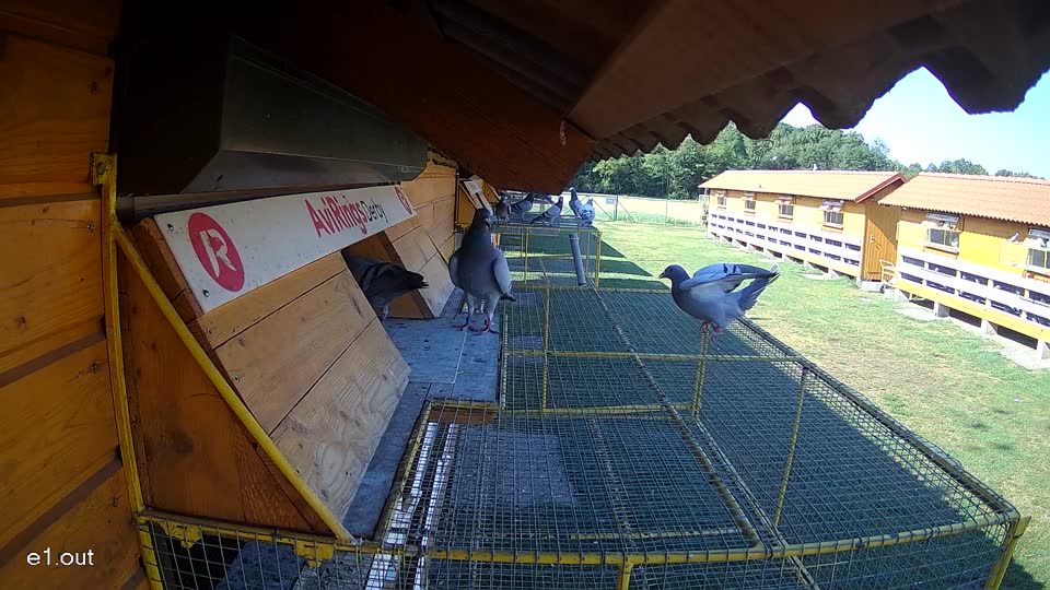 Pigeon Arrival Image For Race Race 2