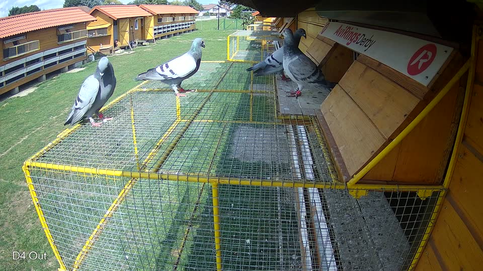 Pigeon Arrival Image For Race Race 6