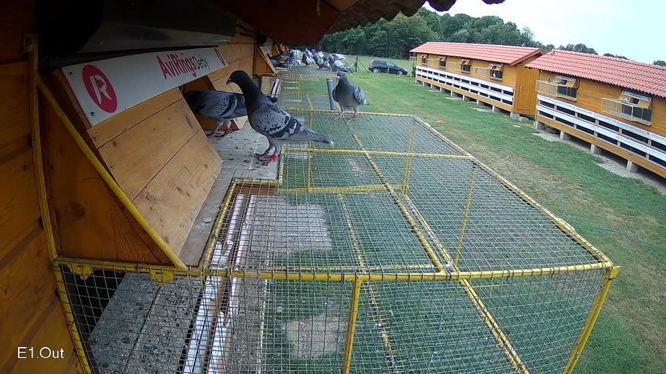 Pigeon Arrival Image For Race Race 3