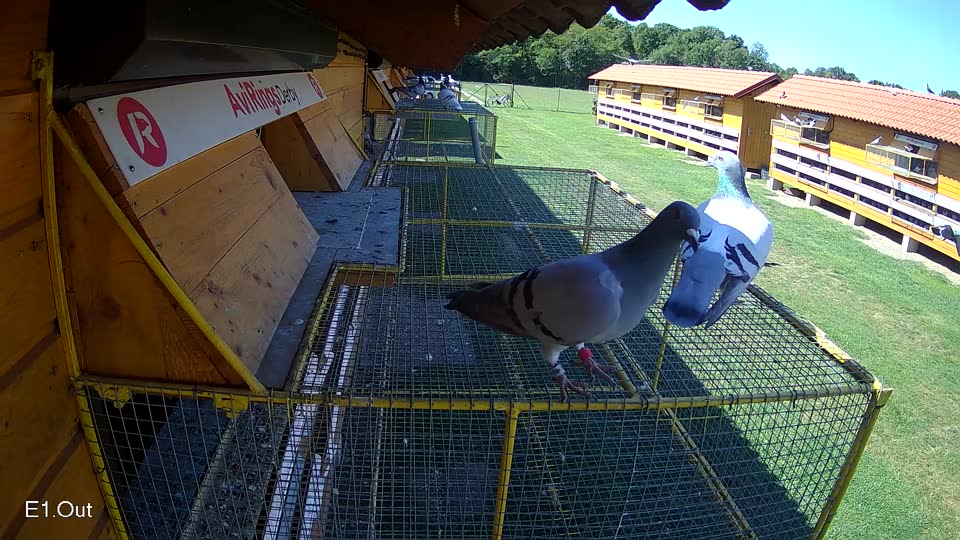 Pigeon Arrival Image For Race Race 2