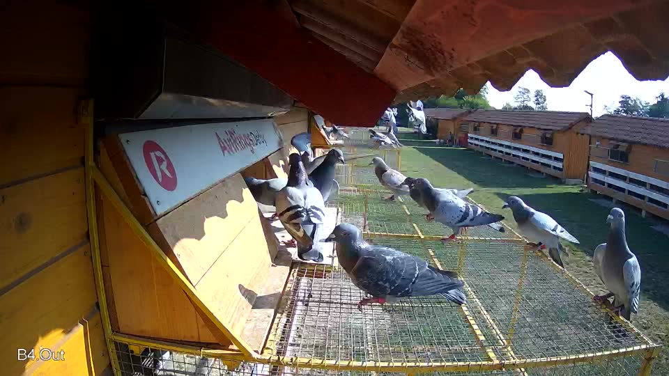 Pigeon Arrival Image For Race Race 1