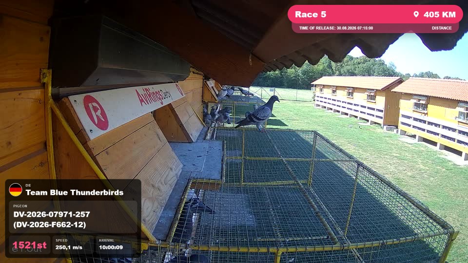 Pigeon Arrival Image For Race Race 5