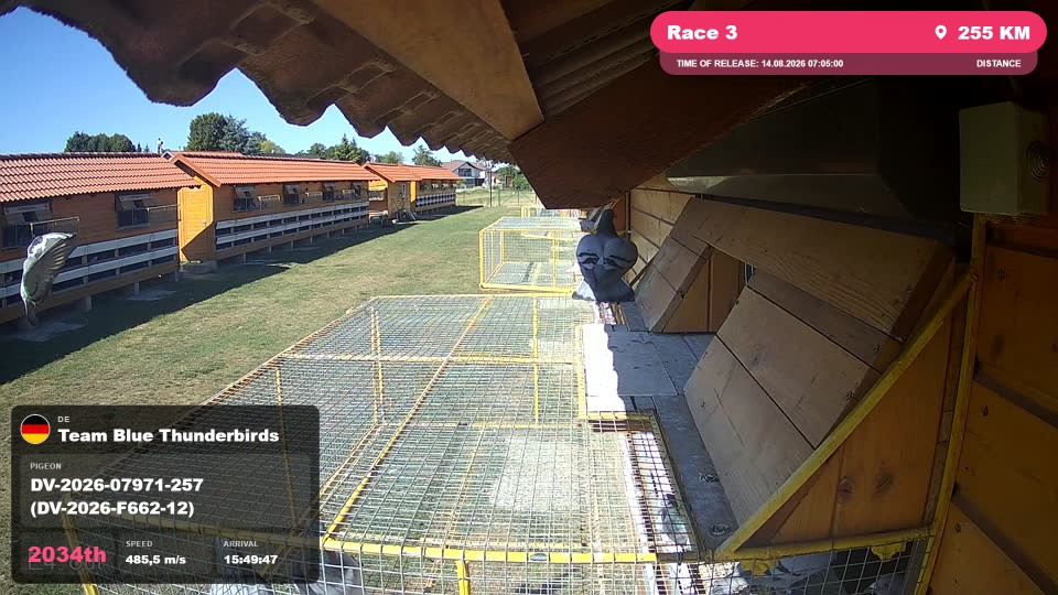 Pigeon Arrival Image For Race Race 3