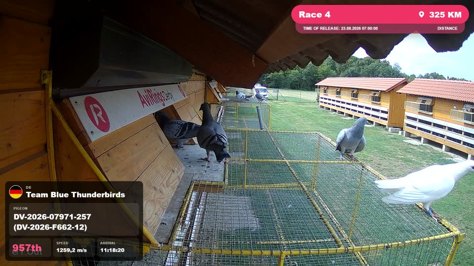 Pigeon Arrival Image For Race Race 4
