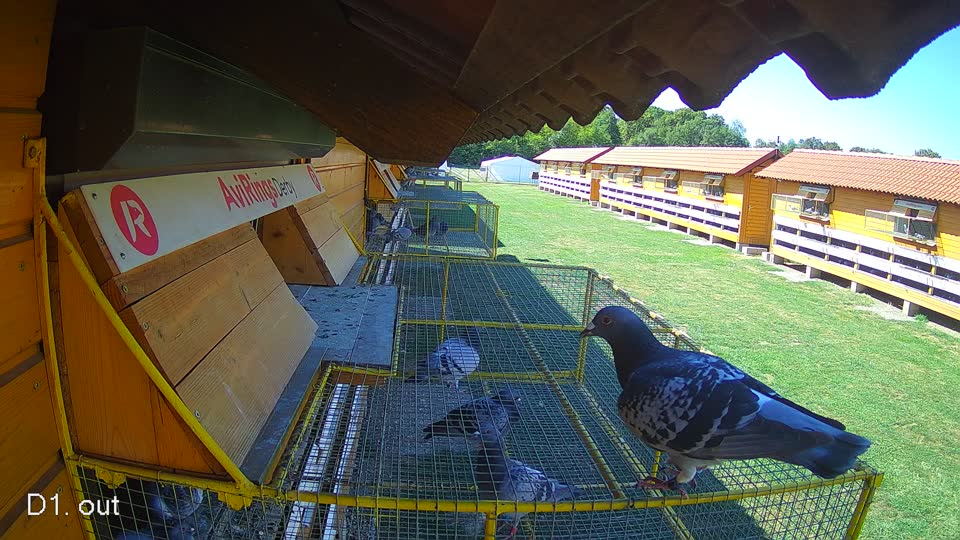 Pigeon Arrival Image For Race Final Race 1/3
