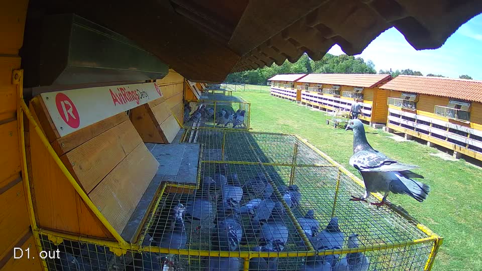 Pigeon Arrival Image For Race Race 4
