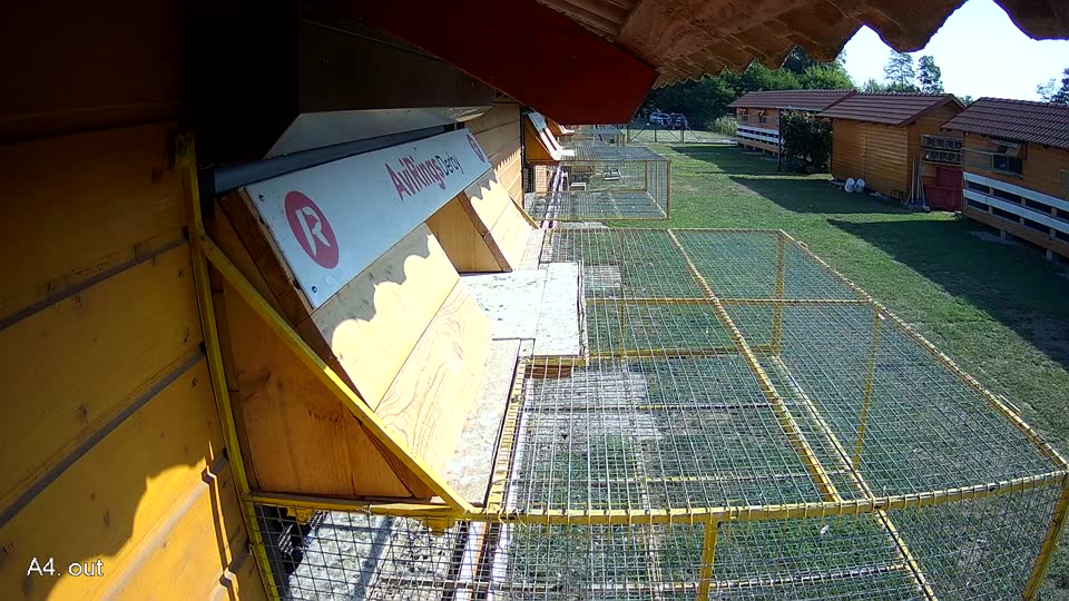 Pigeon Arrival Image For Race Race 1