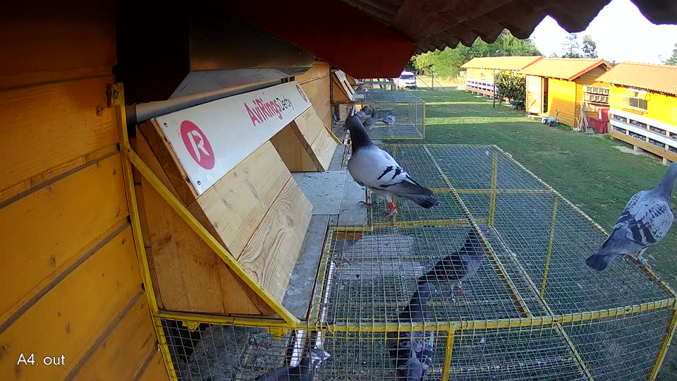 Pigeon Arrival Image For Race Race 5