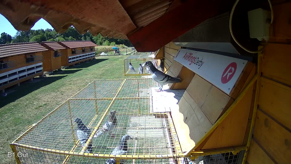 Pigeon Arrival Image For Race Race 3