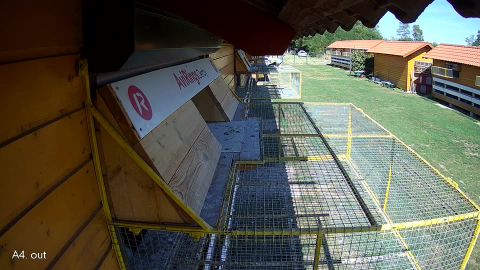 Pigeon Arrival Image For Race Final Race 1/3