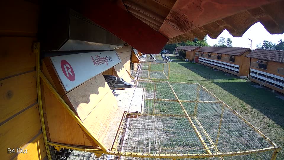 Pigeon Arrival Image For Race Race 1