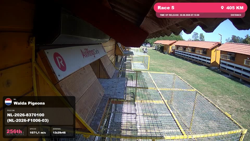 Pigeon Arrival Image For Race Race 5