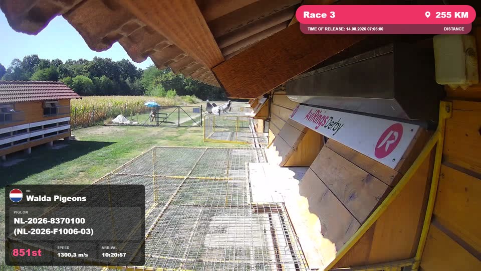 Pigeon Arrival Image For Race Race 3