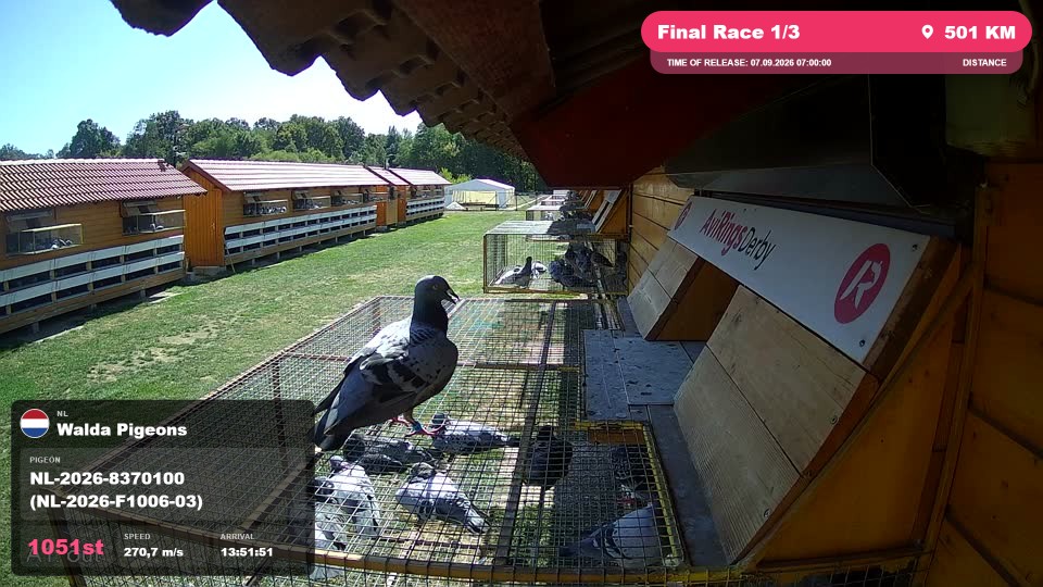 Pigeon Arrival Image For Race Final Race 1/3