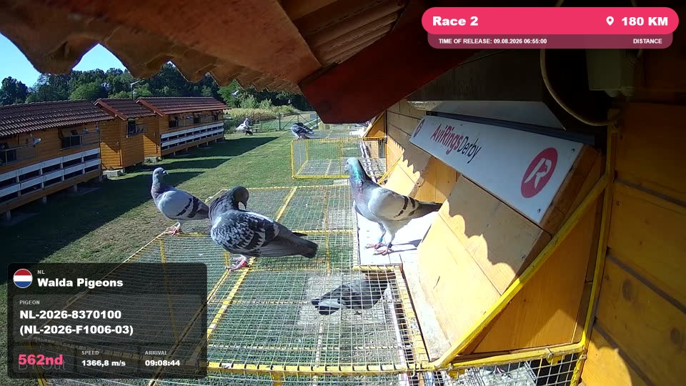 Pigeon Arrival Image For Race Race 2