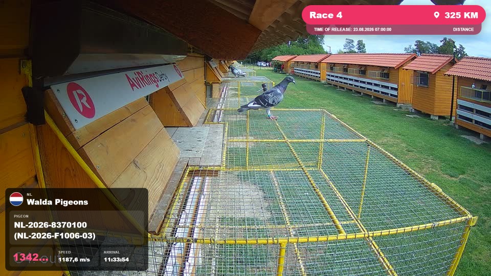 Pigeon Arrival Image For Race Race 4