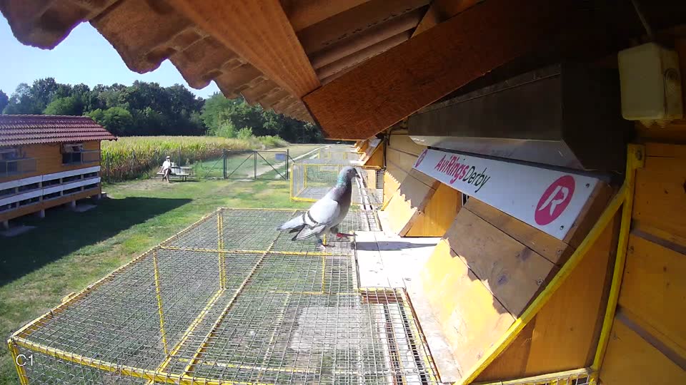 Pigeon Arrival Image For Race Race 2