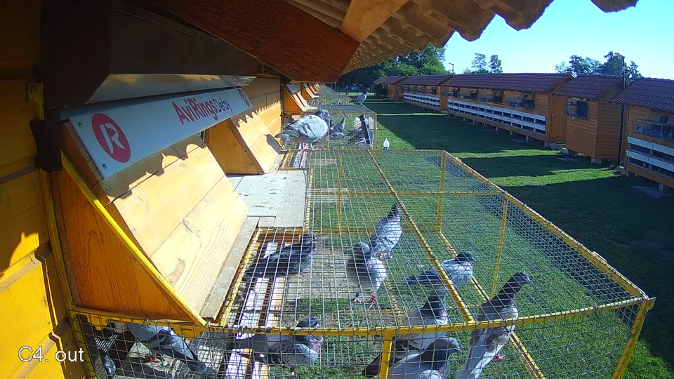 Pigeon Arrival Image For Race Race 4