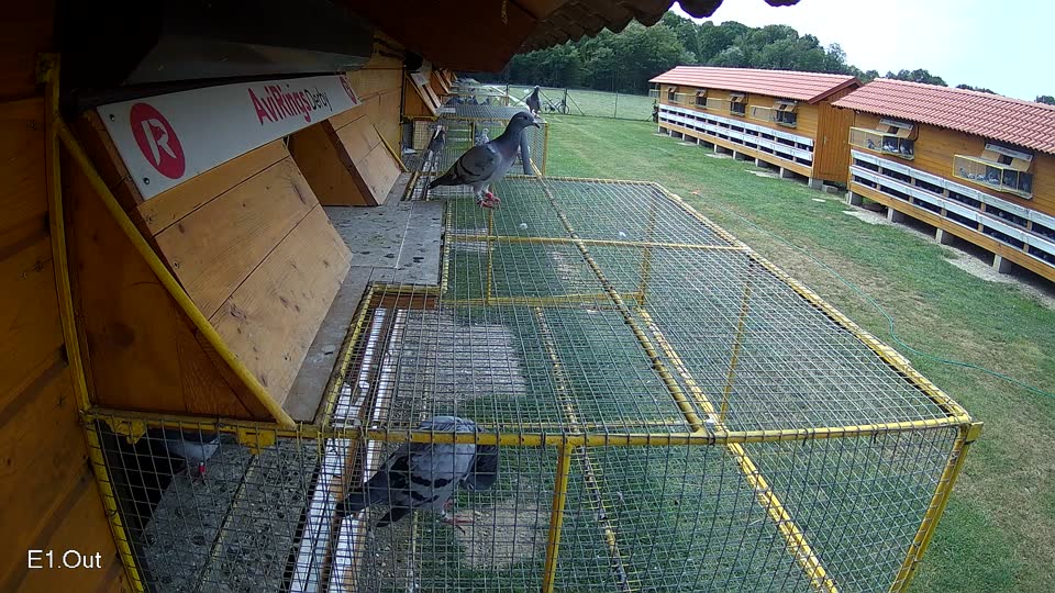 Pigeon Arrival Image For Race Race 3