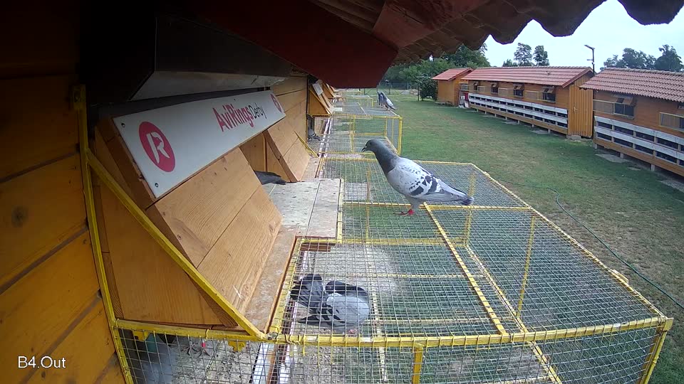 Pigeon Arrival Image For Race Race 3