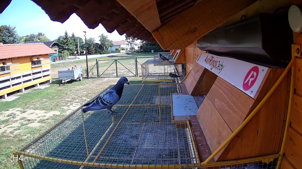 Pigeon Arrival Image For Race Race 1