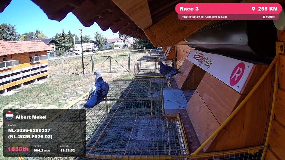 Pigeon Arrival Image For Race Race 3
