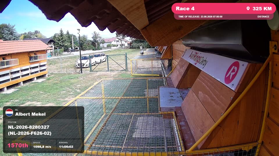 Pigeon Arrival Image For Race Race 4